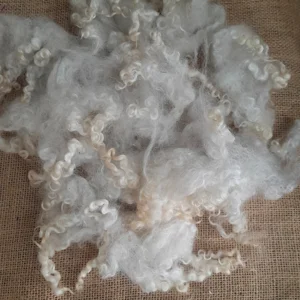 Masham Fleece, ready scoured, for hand spinners and spinning