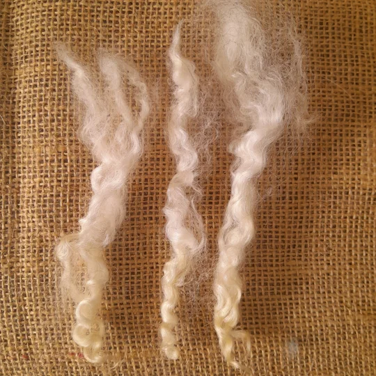 Masham Fleece, ready scoured, for hand spinners and spinning