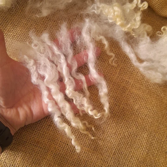 Masham Fleece, ready scoured, for hand spinners and spinning