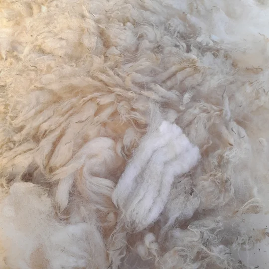 raw fleece for spinning, spinning fleece, hand spinning, dorset fleece, raw wool
