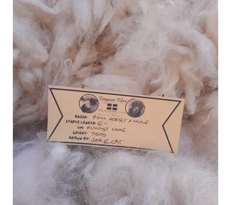 Poll Dorset x Mule RAW wool fleece for spinning, 750g