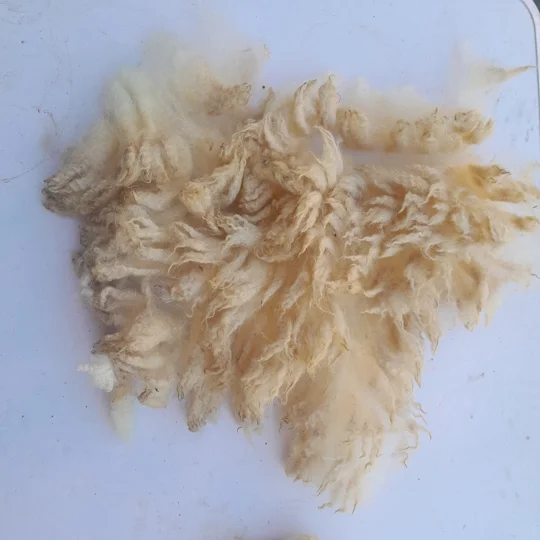 raw fleece for spinning, spinning fleece, hand spinning, dorset fleece, raw wool