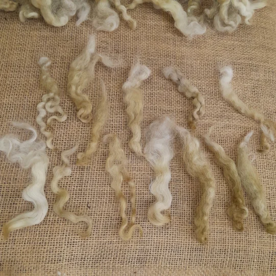 Caramel fudge Longwool sheep fleece with soft curls for needle felting and art batts