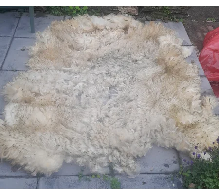 Whole RAW perendale fleece. wool fleece for spinning