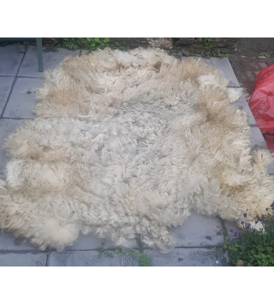 whole raw perendale fleece, perendale fleece, whole fleece for spinning, spinning fleece