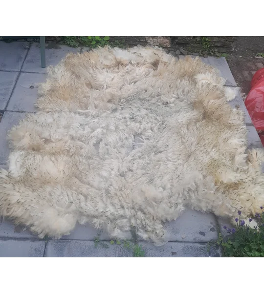 whole raw perendale fleece, perendale fleece, whole fleece for spinning, spinning fleece