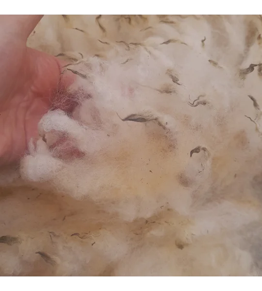 whole raw perendale fleece, perendale fleece, whole fleece for spinning, spinning fleece