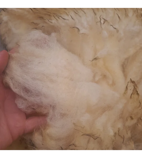 whole raw perendale fleece, perendale fleece, whole fleece for spinning, spinning fleece