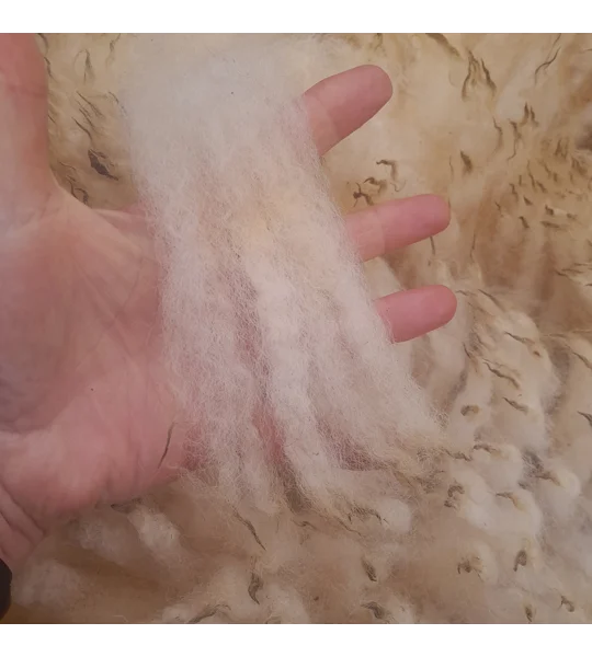 whole raw perendale fleece, perendale fleece, whole fleece for spinning, spinning fleece
