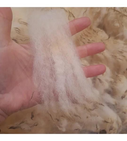 whole raw perendale fleece, perendale fleece, whole fleece for spinning, spinning fleece