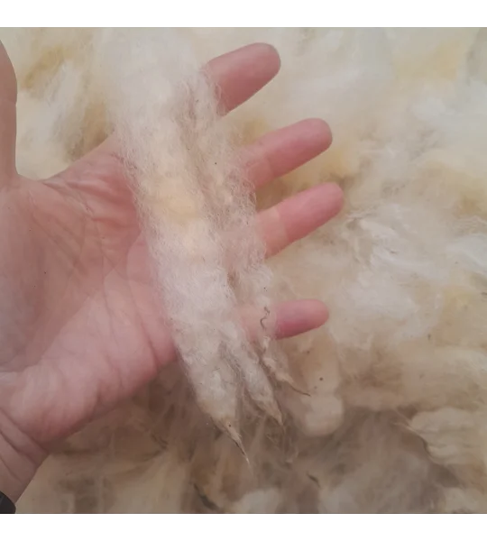 whole raw perendale fleece, perendale fleece, whole fleece for spinning, spinning fleece