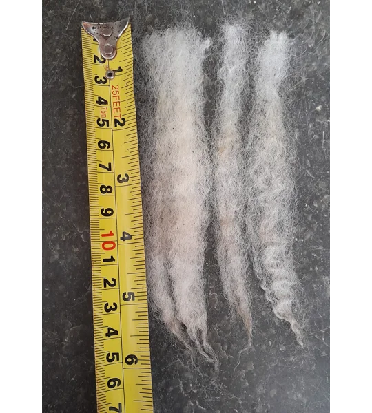 whole raw perendale fleece, perendale fleece, whole fleece for spinning, spinning fleece