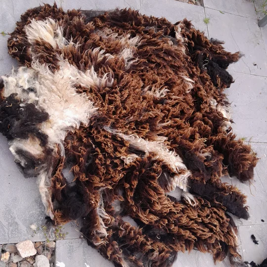 Dutch Spotted Sheep fleece section. wool fleece for spinning, 1.3kg approx