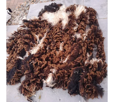 Dutch Spotted Sheep fleece section. wool fleece for spinning, 1.3kg approx