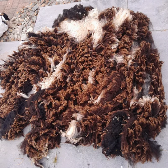Dutch Spotted Sheep fleece section. wool fleece for spinning, 1.3kg approx