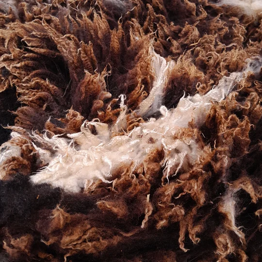 Dutch Spotted Sheep fleece section. wool fleece for spinning, 1.3kg approx