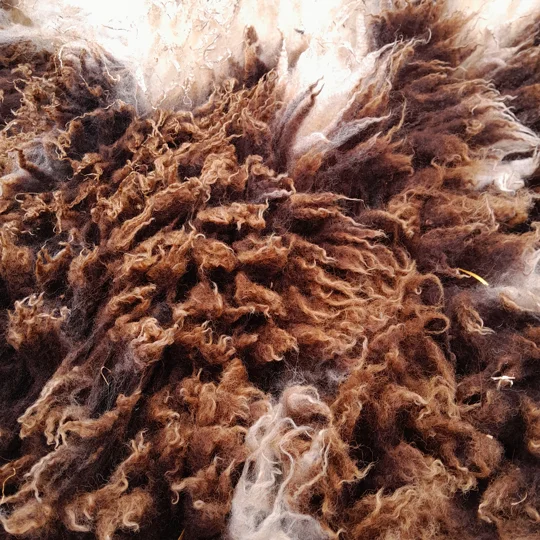 Dutch Spotted Sheep fleece section. wool fleece for spinning, 1.3kg approx