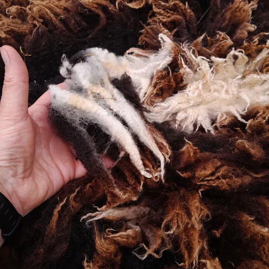Dutch Spotted Sheep fleece section. wool fleece for spinning, 1.3kg approx