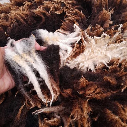 Dutch Spotted Sheep fleece section. wool fleece for spinning, 1.3kg approx