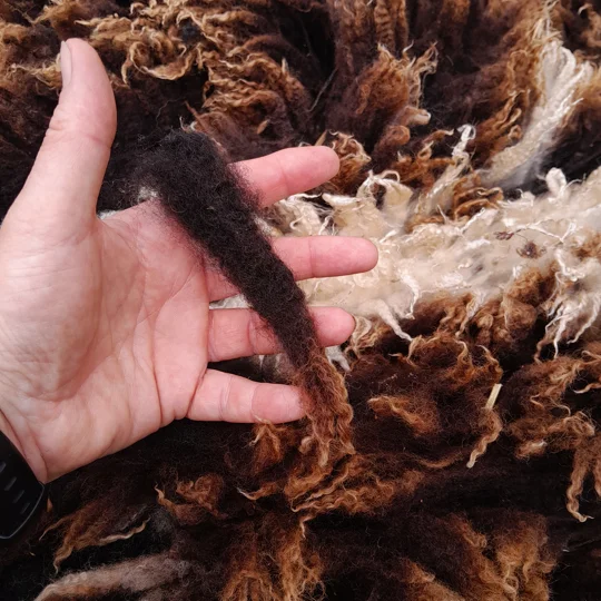 Dutch Spotted Sheep fleece section. wool fleece for spinning, 1.3kg approx