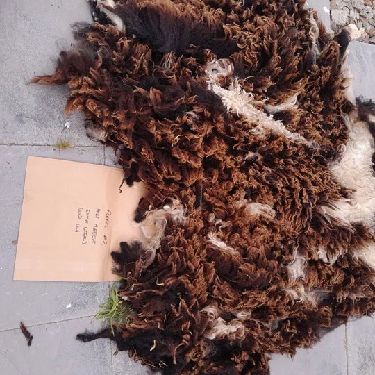 Dutch Spotted Sheep fleece section. wool fleece for spinning, 1.3kg approx