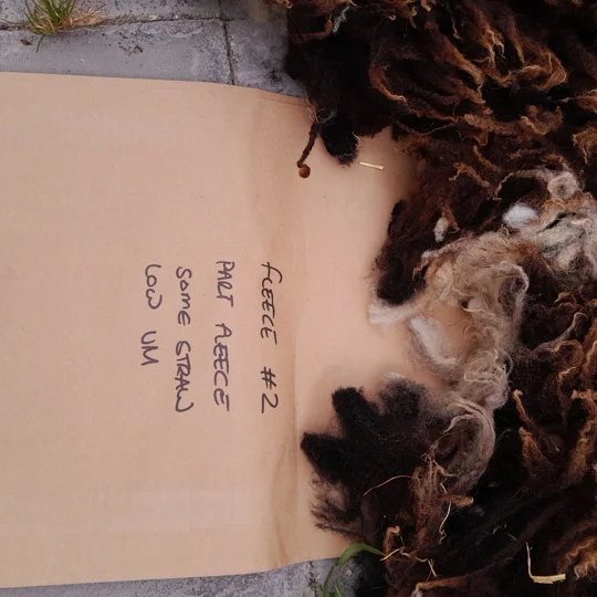 Dutch Spotted Sheep fleece section. wool fleece for spinning, 1.3kg approx