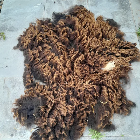 Dutch Spotted Sheep fleece section. wool fleece for spinning, 610g approx
