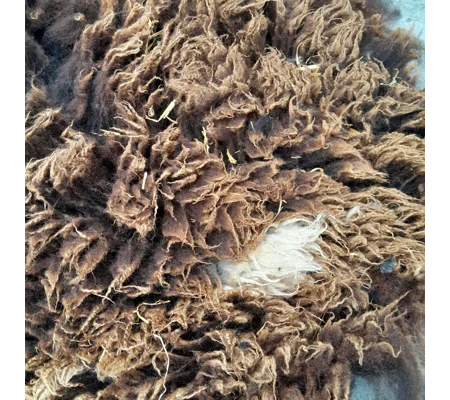 Dutch Spotted Sheep fleece section. wool fleece for spinning, 610g approx