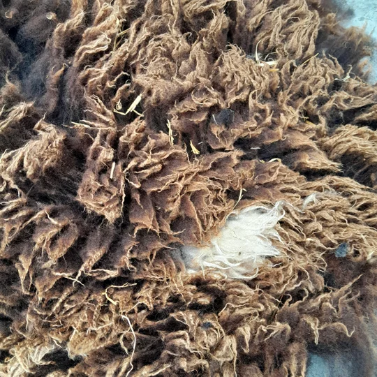 Dutch Spotted Sheep fleece section. wool fleece for spinning, 610g approx