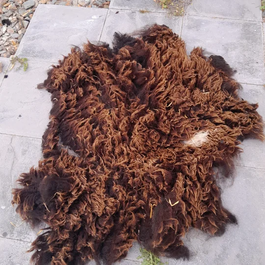 Dutch Spotted Sheep fleece section. wool fleece for spinning, 610g approx