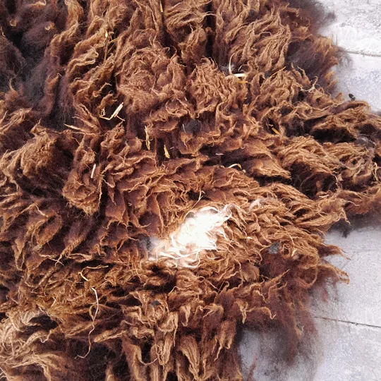 Dutch Spotted Sheep fleece section. wool fleece for spinning, 610g approx