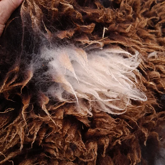 Dutch Spotted Sheep fleece section. wool fleece for spinning, 610g approx