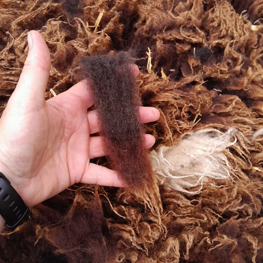 Dutch Spotted Sheep fleece section. wool fleece for spinning, 610g approx