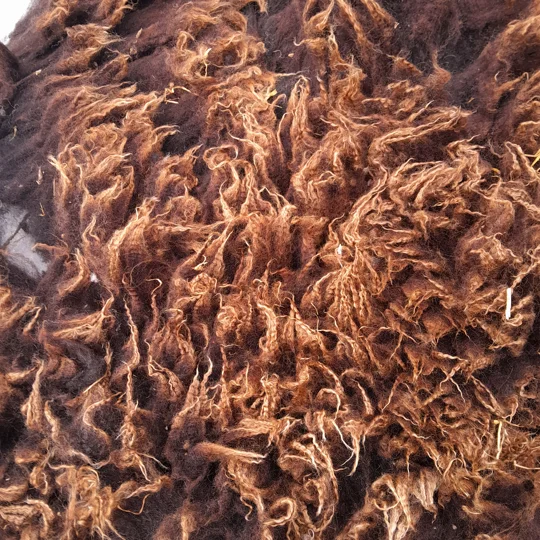 Dutch Spotted Sheep fleece section. wool fleece for spinning, 610g approx