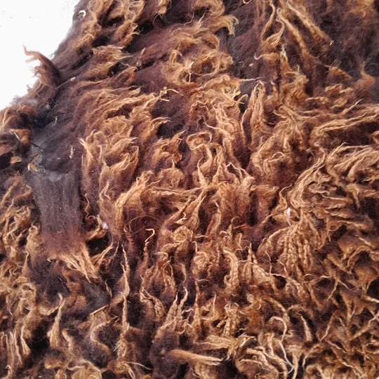 Dutch Spotted Sheep fleece section. wool fleece for spinning, 610g approx