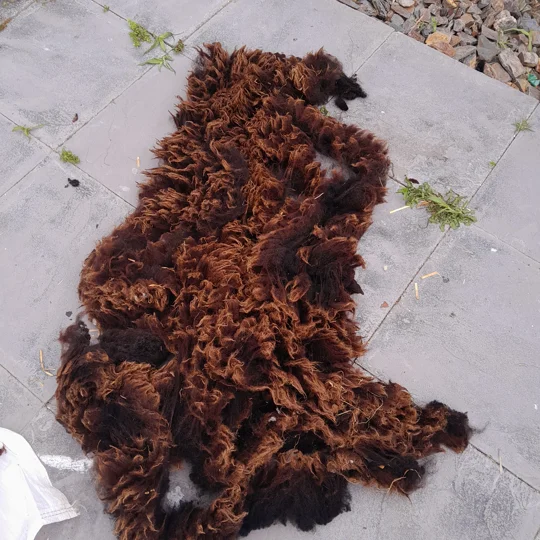 Dutch Spotted Sheep fleece section. wool fleece for spinning, 500g approx, single colour section