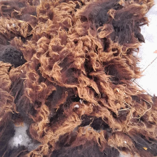 Dutch Spotted Sheep fleece section. wool fleece for spinning, 500g approx, single colour section