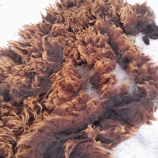 Dutch Spotted Sheep fleece section. wool fleece for spinning, 500g approx, single colour section