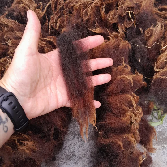 Dutch Spotted Sheep fleece section. wool fleece for spinning, 500g approx, single colour section