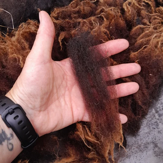 Dutch Spotted Sheep fleece section. wool fleece for spinning, 500g approx, single colour section
