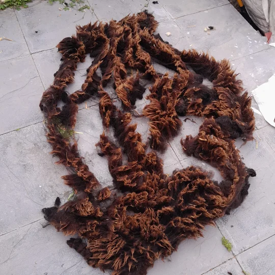 Dutch Spotted Sheep fleece section. wool fleece for spinning, 500g approx, single colour section