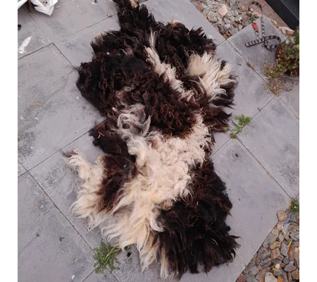 Dutch Spotted Sheep fleece section. wool fleece for spinning, 600g approx,
