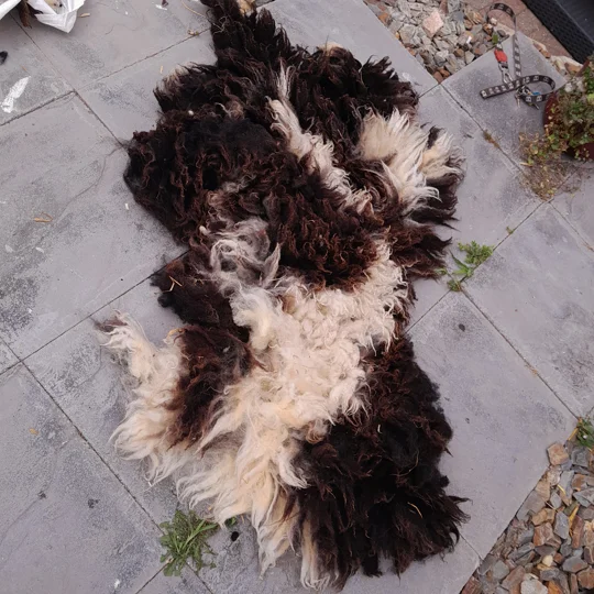 Dutch Spotted Sheep fleece section. wool fleece for spinning, 600g approx,