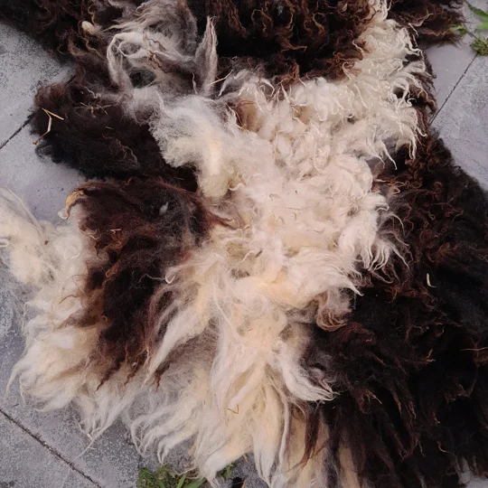 Dutch Spotted Sheep fleece section. wool fleece for spinning, 600g approx,