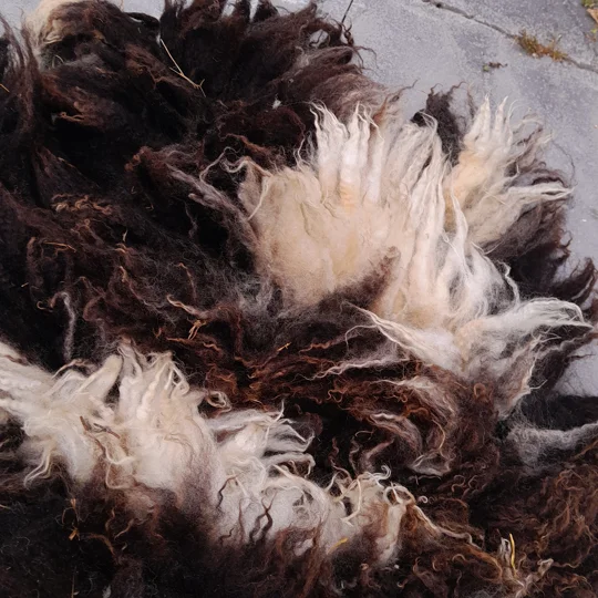 Dutch Spotted Sheep fleece section. wool fleece for spinning, 600g approx,