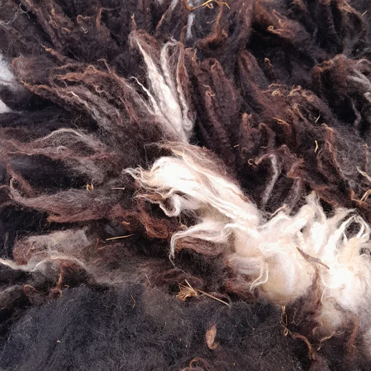 Dutch Spotted Sheep fleece section. wool fleece for spinning, 600g approx,