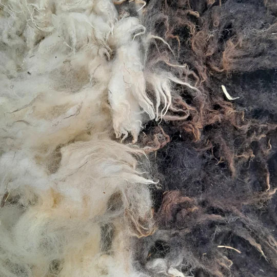Dutch Spotted Sheep fleece section. wool fleece for spinning, 600g approx,