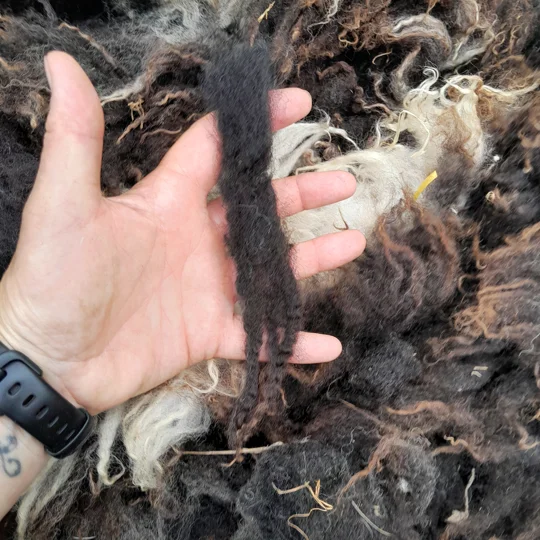 Dutch Spotted Sheep fleece section. wool fleece for spinning, 600g approx,