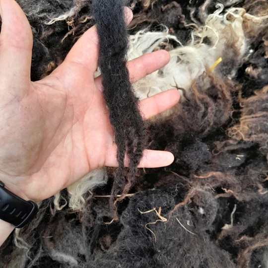 Dutch Spotted Sheep fleece section. wool fleece for spinning, 600g approx,