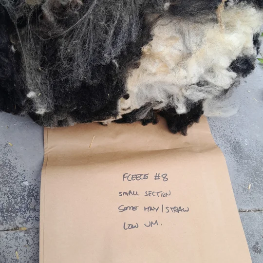 Dutch Spotted Sheep fleece section. wool fleece for spinning, 600g approx,